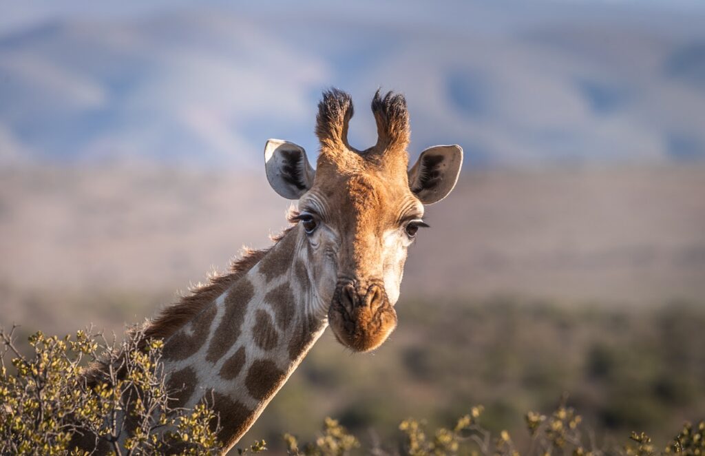 Outdoor Adventures: Hiking and Wildlife Spotting